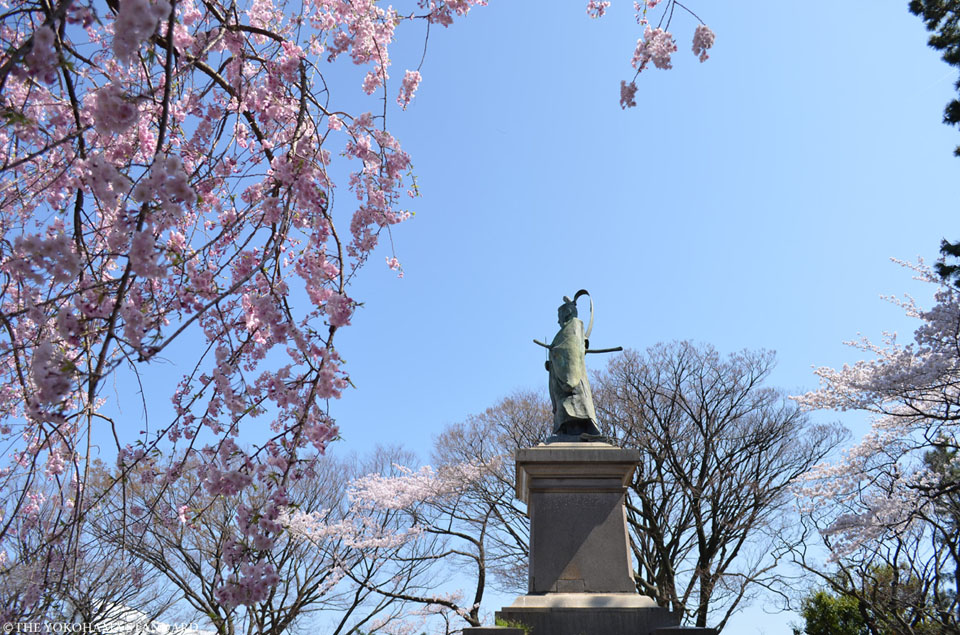 掃部山公園の桜4－THE YOKOHAMA STANDARD