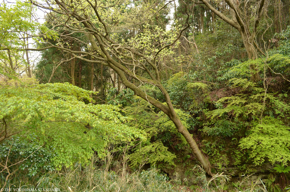 横浜自然観察の森2-THE YOKOHAMA STANDARD