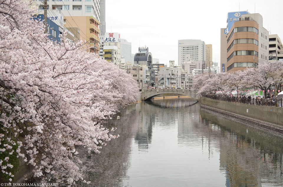 大岡川の桜4-THE YOKOHAMA STANDARD