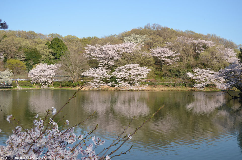 三ツ池公園の桜1-THE YOKOHAMA STANDARD