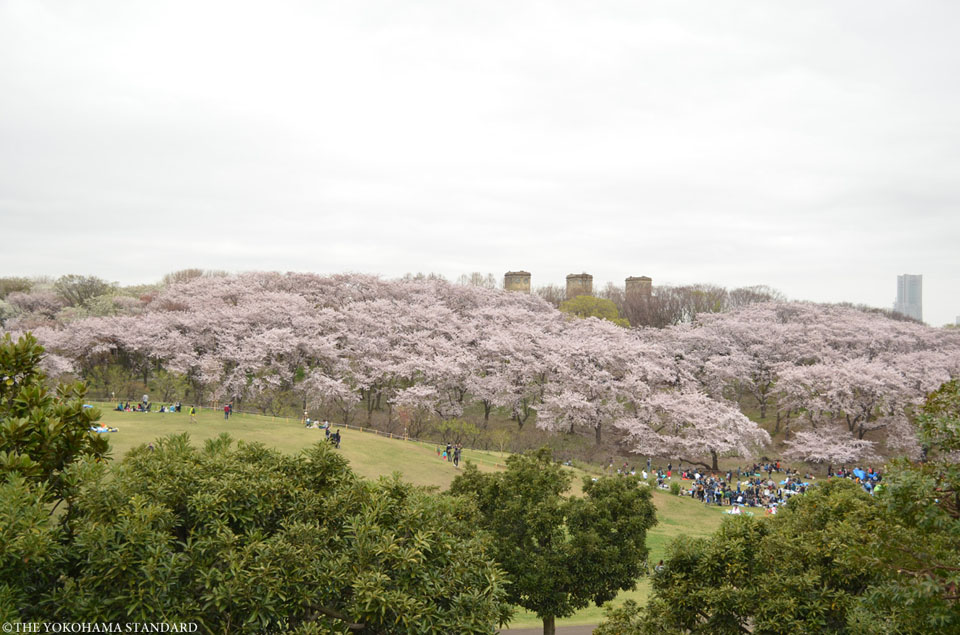 根岸森林公園の桜4-THE YOKOHAMA STANDARD