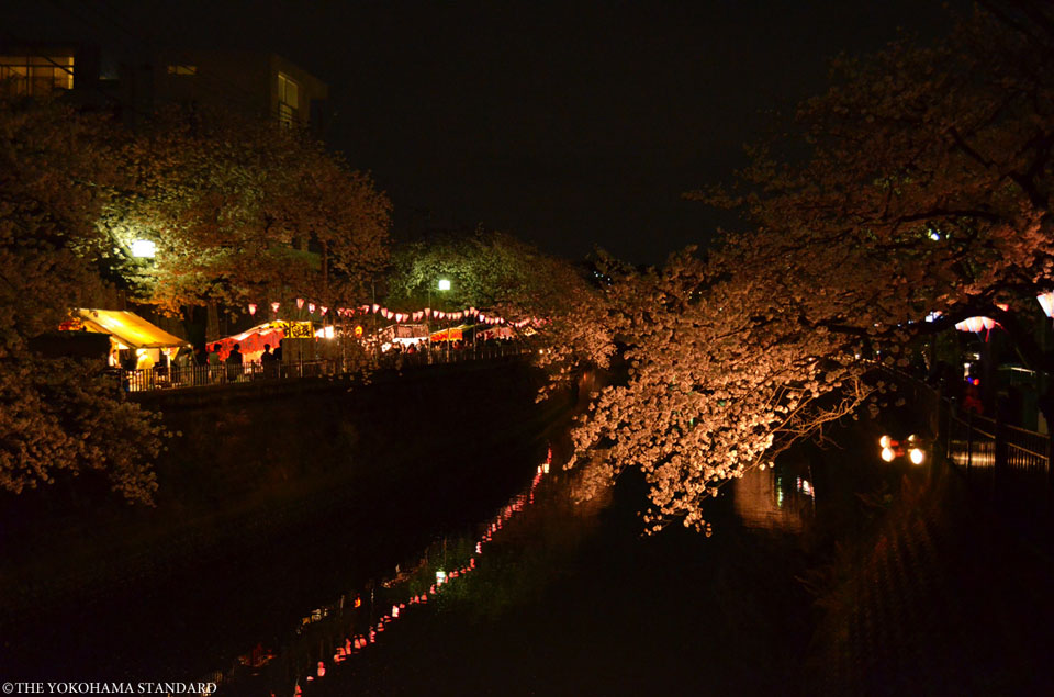 大岡川の桜1-THE YOKOHAMA STANDARD