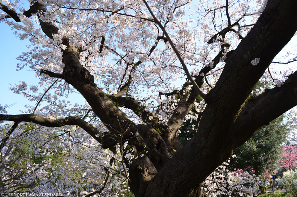 三ツ池公園の桜4-THE YOKOHAMA STANDARD