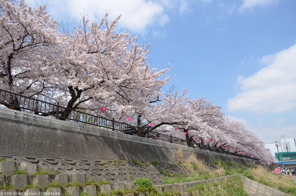 柏尾川の桜3－THE YOKOHAMA STANDARD