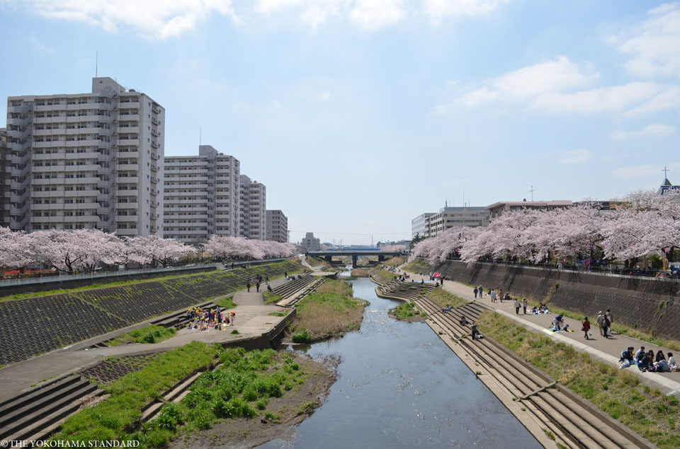 柏尾川の桜1－THE YOKOHAMA STANDARD