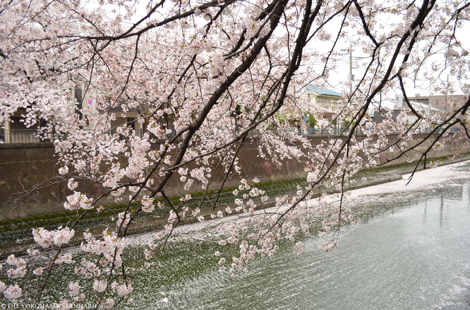 大岡川の桜3-THE YOKOHAMA STANDARD