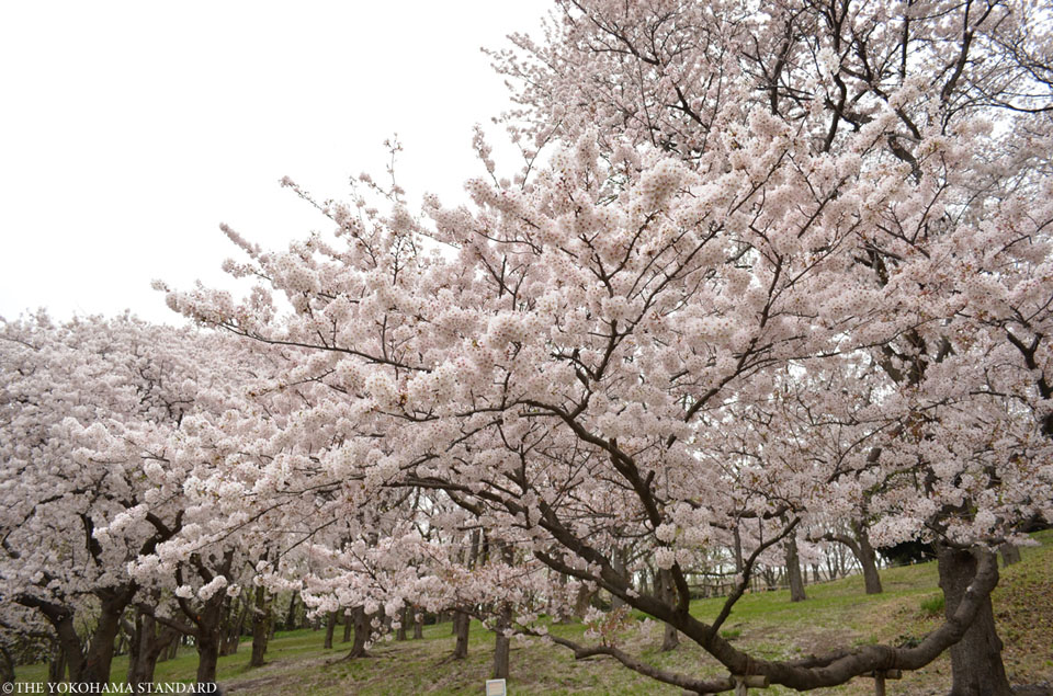 根岸森林公園の桜2-THE YOKOHAMA STANDARD