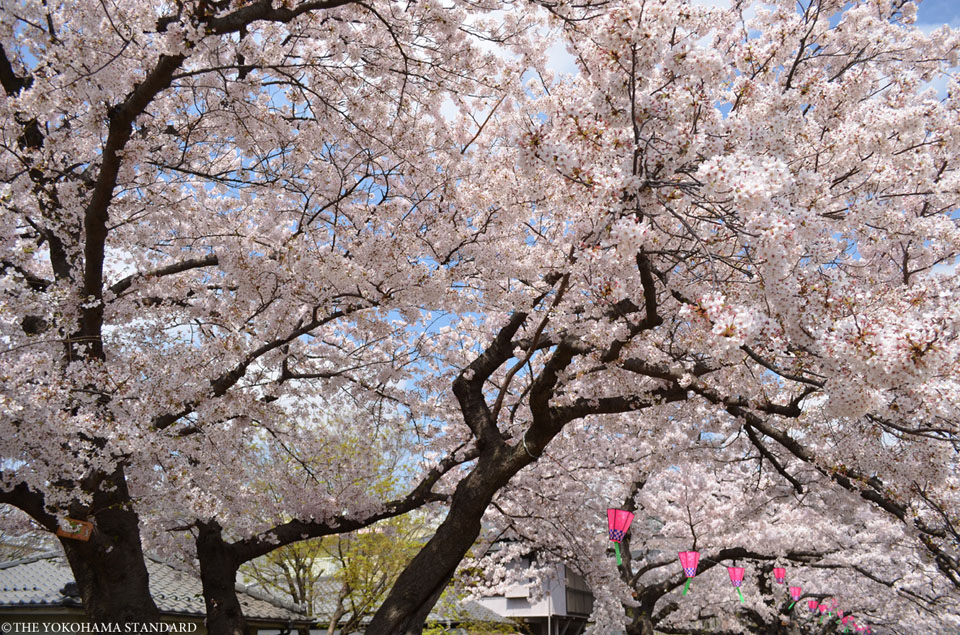 柏尾川の桜2－THE YOKOHAMA STANDARD