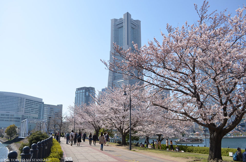 汽車道の桜－THE YOKOHAMA STANDARD
