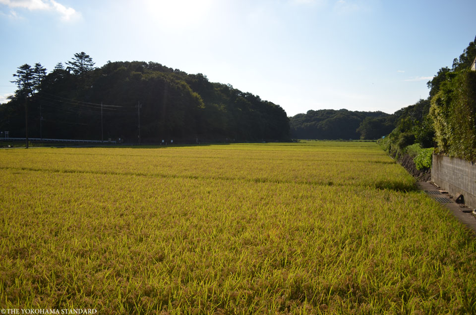 収穫前の寺家8-THE YOKOHAMA STANDARD