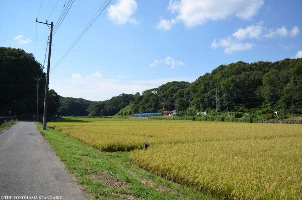 収穫前の寺家3-THE YOKOHAMA STANDARD
