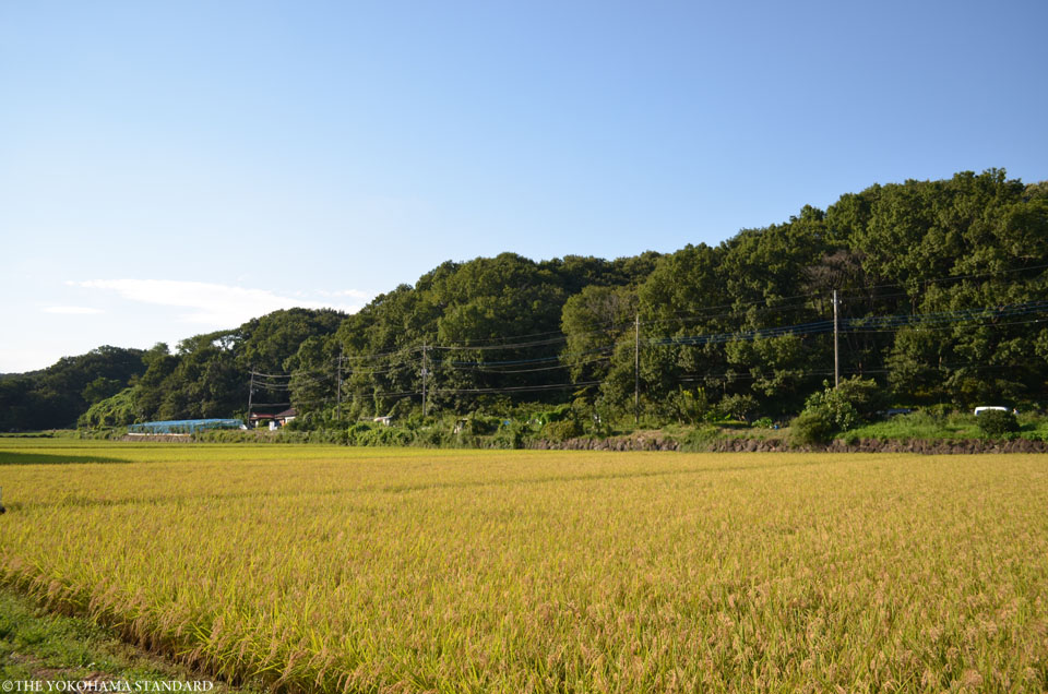 収穫前の寺家7-THE YOKOHAMA STANDARD