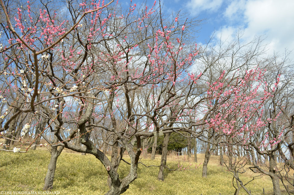 2016根岸森林公園の梅1-THE YOKOHAMA STANDARD