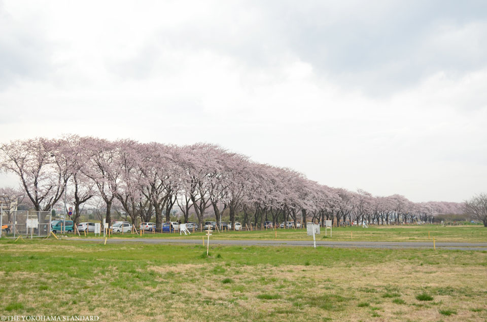 2016海軍道路の桜6-THE YOKOHAMA STANDARD