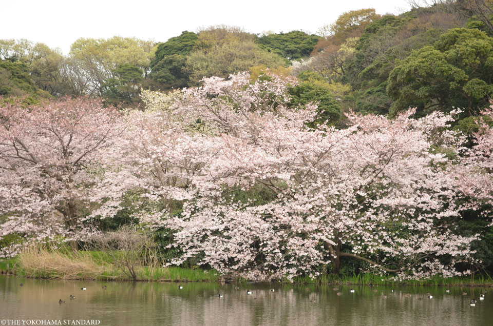 三溪園の桜20165-THE YOKOHAMA STANDARD