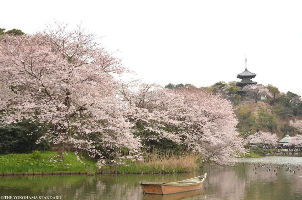 三溪園の桜20162-THE YOKOHAMA STANDARD