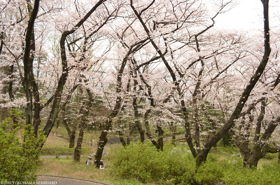 2016三ツ沢公園の桜4-THE YOKOHAMA STANDARD