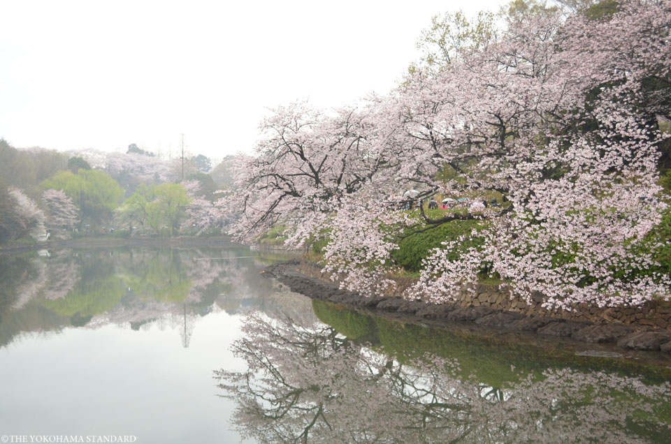2016三ツ池公園の桜1-THE YOKOHAMA STANDARD