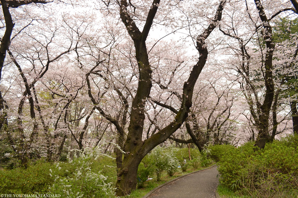 2016三ツ沢公園の桜5-THE YOKOHAMA STANDARD