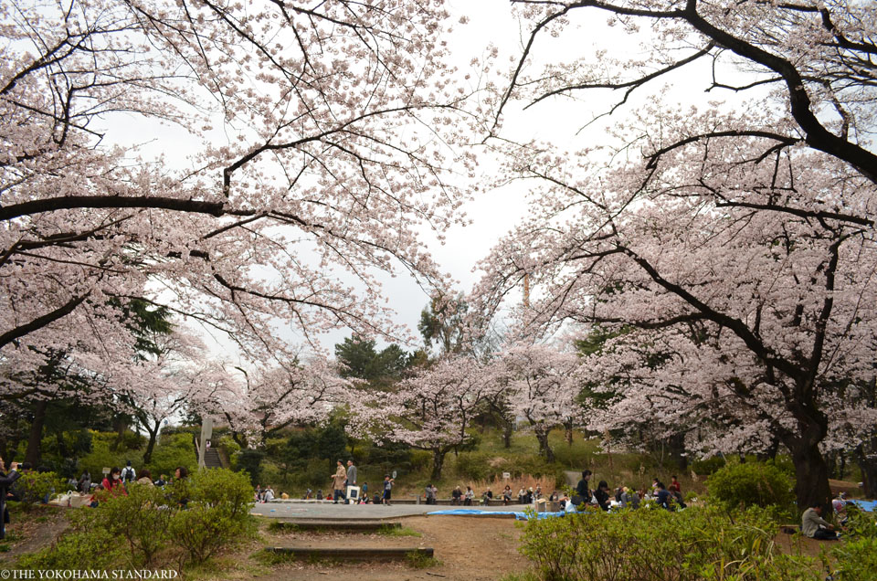 2016三ツ沢公園の桜6-THE YOKOHAMA STANDARD