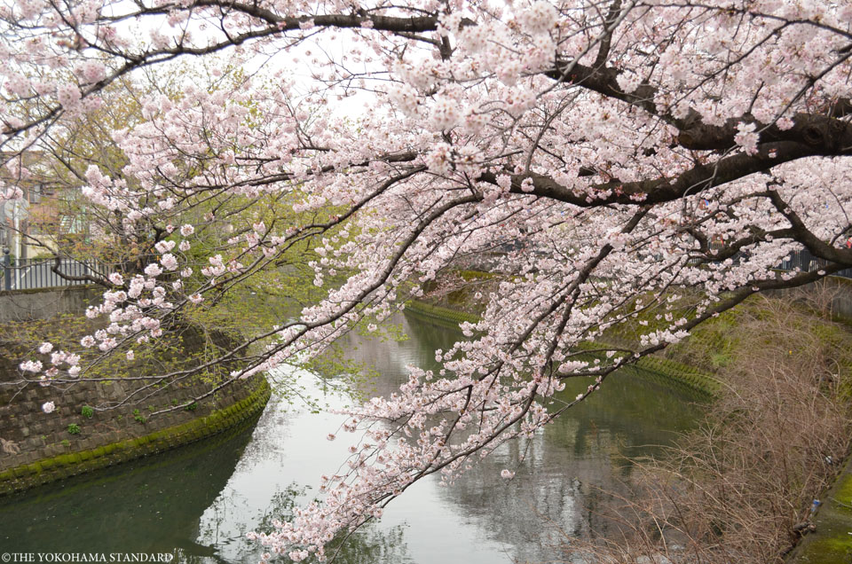 2016大岡川の桜4-THE YOKOHAMA STANDARD