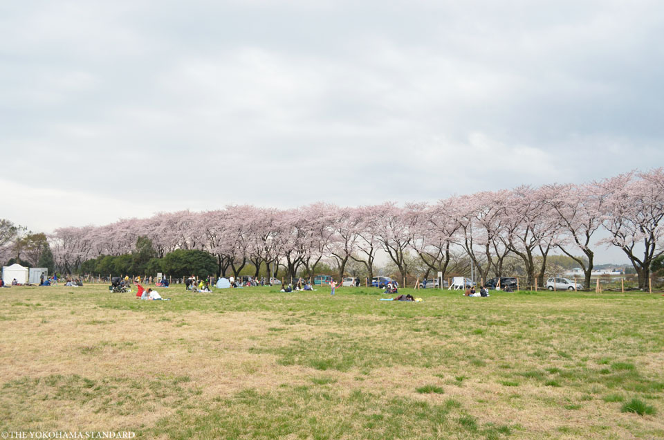 2016海軍道路の桜7-THE YOKOHAMA STANDARD