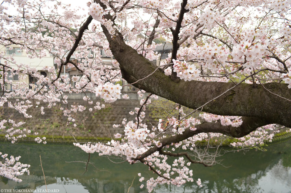 2016大岡川の桜5-THE YOKOHAMA STANDARD