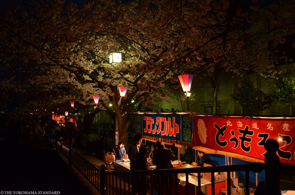 2016柏尾川の桜2-THE YOKOHAMA STANDARD
