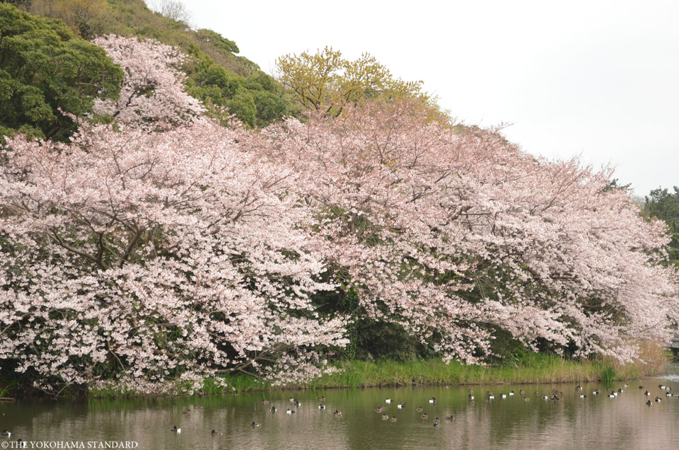三溪園の桜20163-THE YOKOHAMA STANDARD