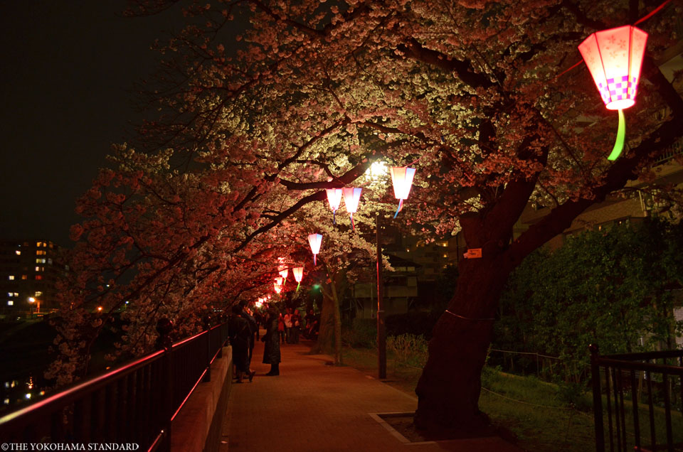 2016柏尾川の桜3-THE YOKOHAMA STANDARD