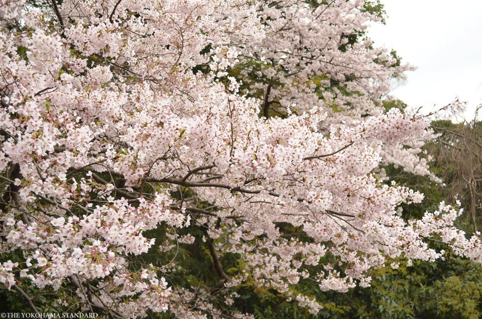 三溪園の桜20161-THE YOKOHAMA STANDARD