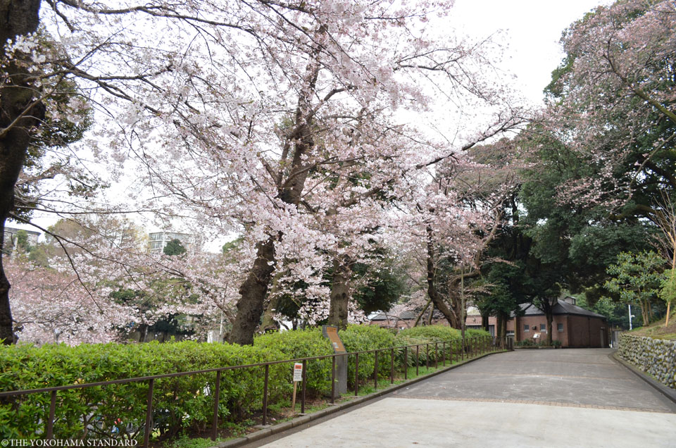 2017元町公園の桜4-THE YOKOHAMA STANDARD