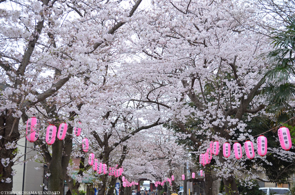 2017称名寺の桜5－THE YOKOHAMA STANDARD