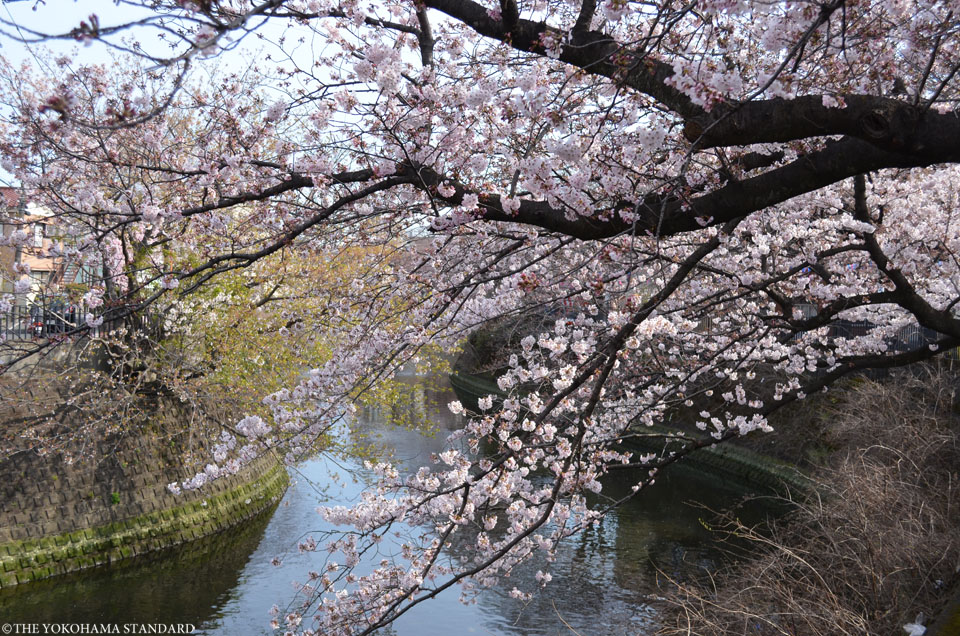2017大岡川の桜8-THE YOKOHAMA STANDARD
