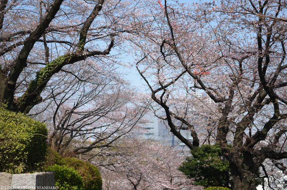 2017掃部山公園の桜3-THE YOKOHAMA STANDARD