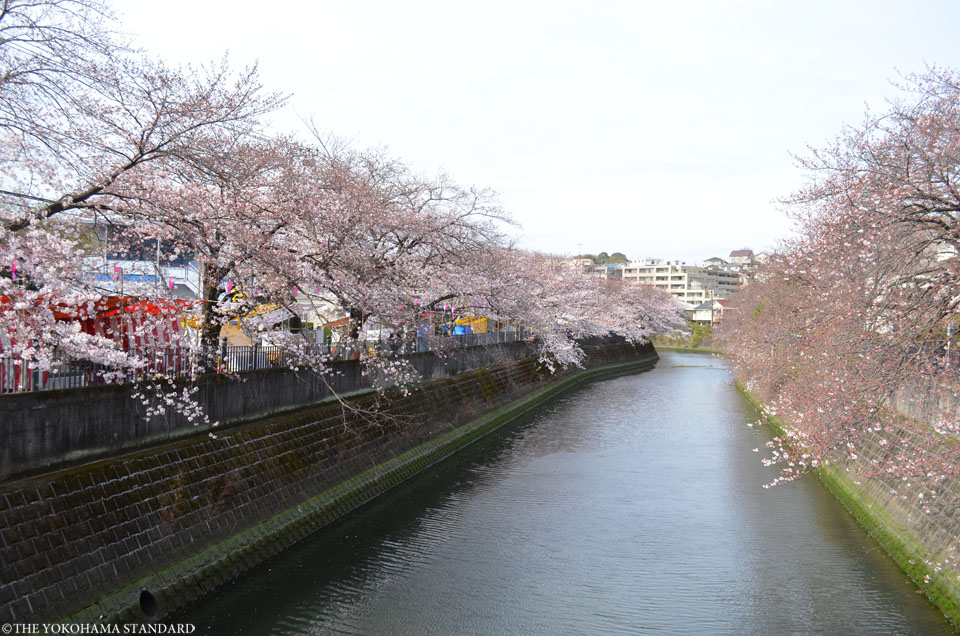 2017大岡川の桜12-THE YOKOHAMA STANDARD