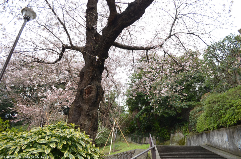 2017元町公園の桜6-THE YOKOHAMA STANDARD