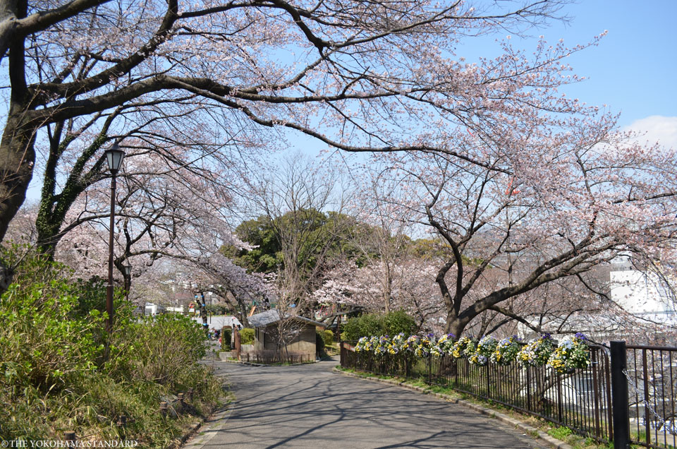 2017掃部山公園の桜11-THE YOKOHAMA STANDARD
