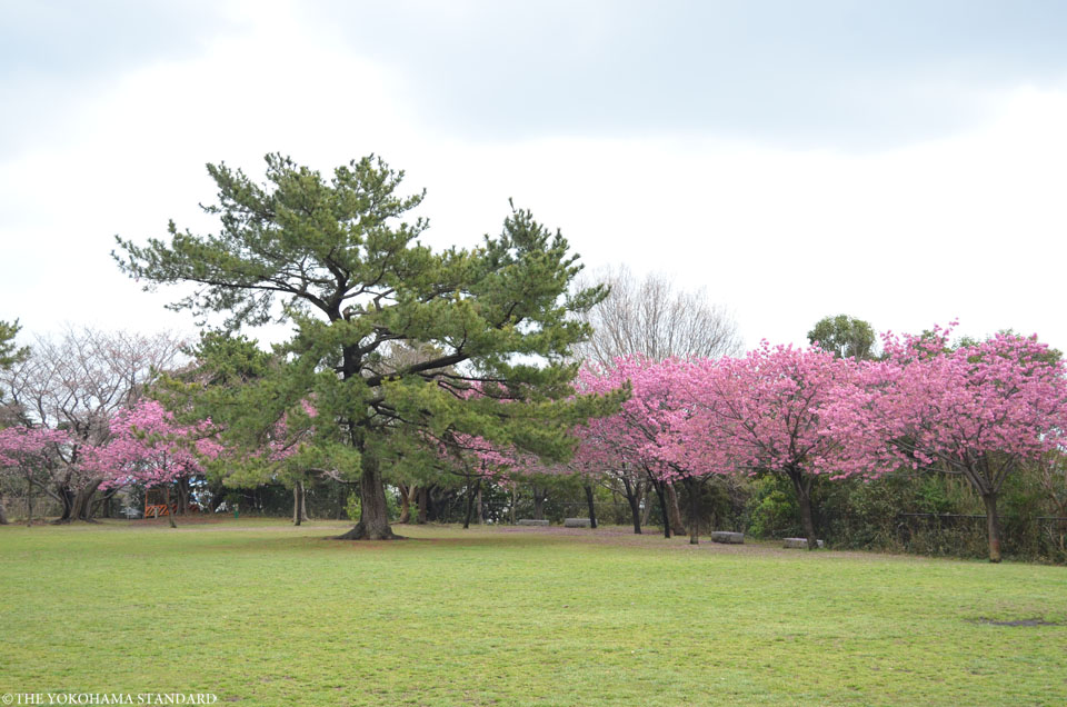 2017本牧山頂公園の桜5-THE YOKOHAMA STANDARD