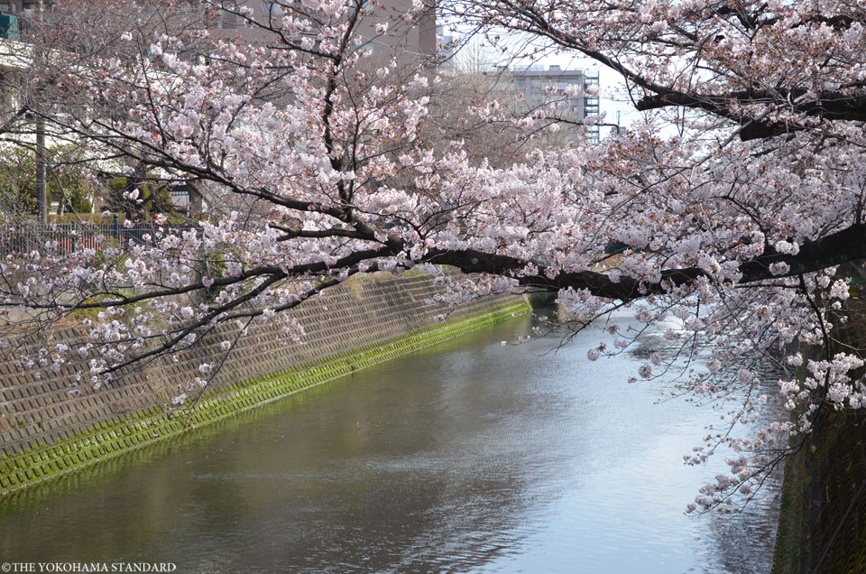 2017大岡川の桜11-THE YOKOHAMA STANDARD