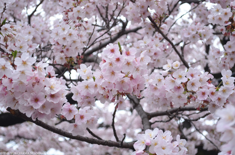 2017柏尾川の桜2-THE YOKOHAMA STANDARD
