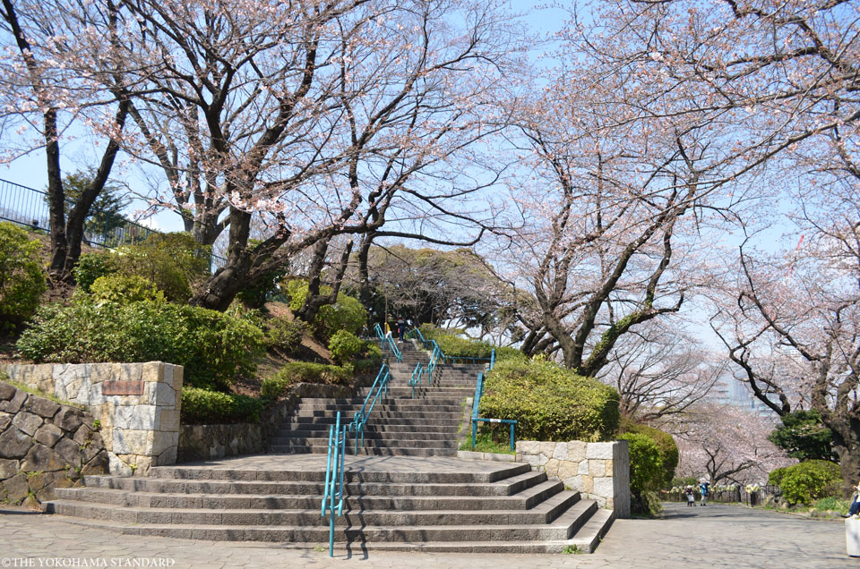 2017掃部山公園の桜1-THE YOKOHAMA STANDARD