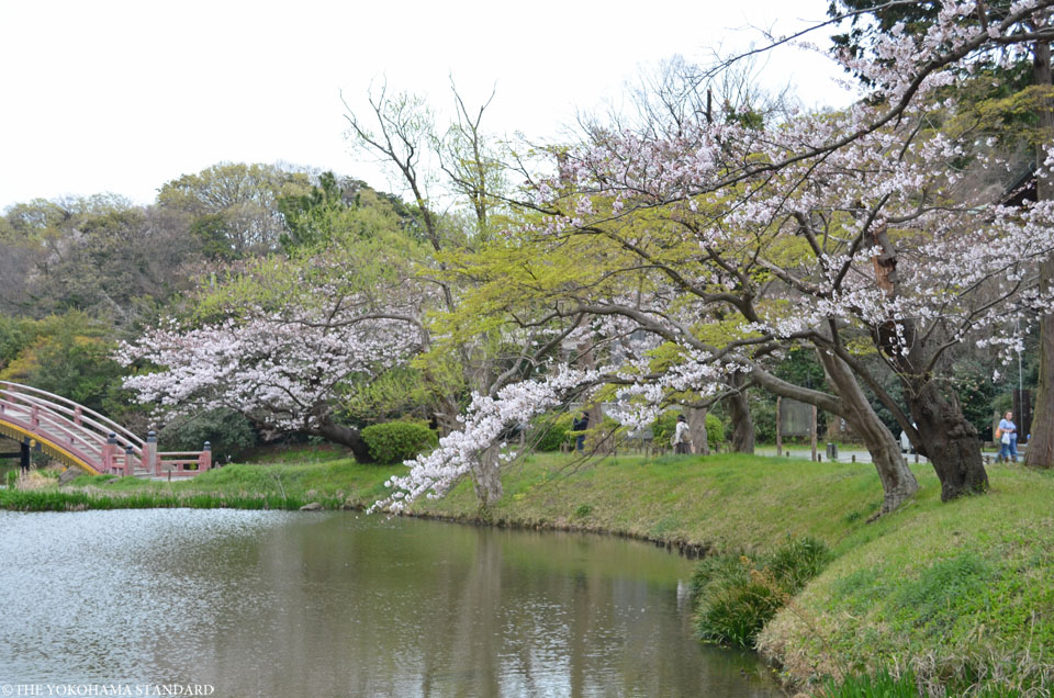 2017称名寺の桜3－THE YOKOHAMA STANDARD
