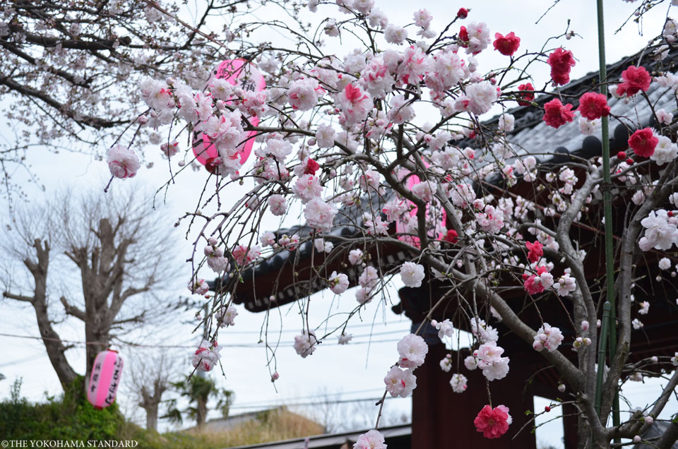 2017称名寺の桜1－THE YOKOHAMA STANDARD
