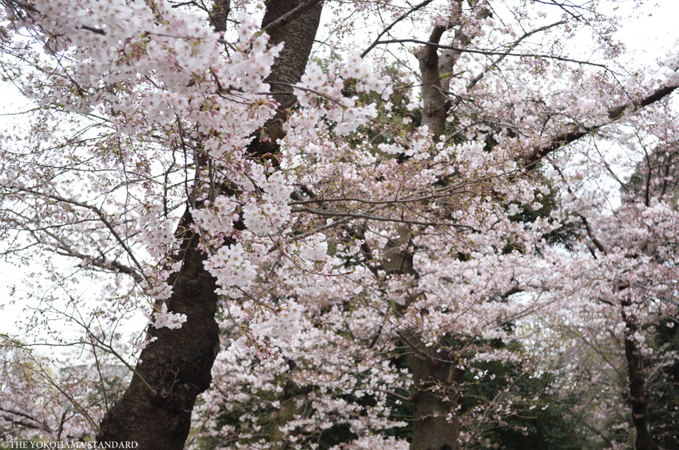 2017元町公園の桜5-THE YOKOHAMA STANDARD
