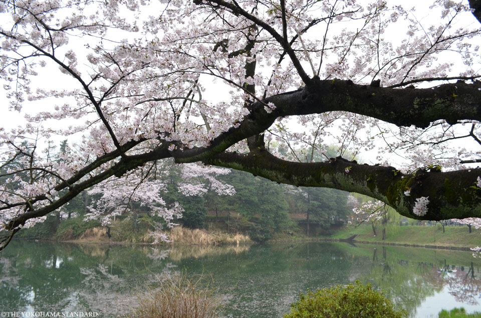 2017三ツ池公園の桜4-THE YOKOHAMA STANDARD