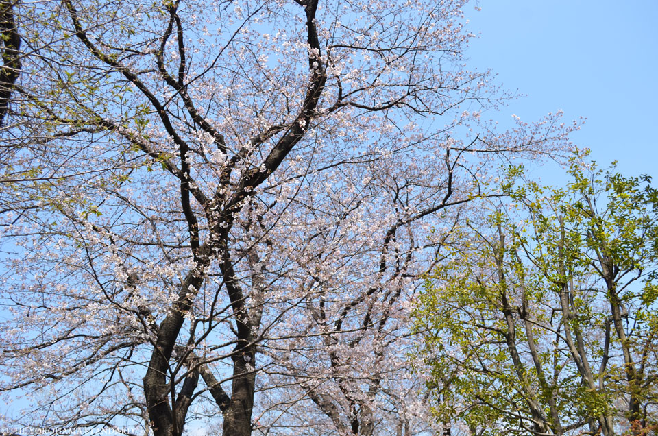 2017掃部山公園の桜6-THE YOKOHAMA STANDARD