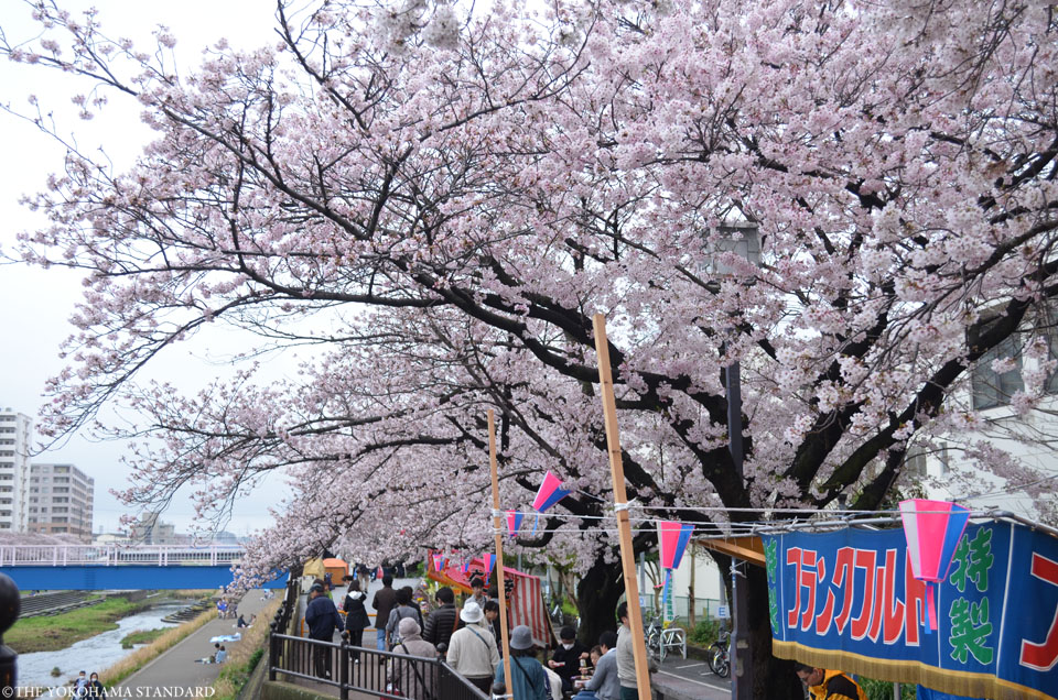 2017柏尾川の桜3-THE YOKOHAMA STANDARD