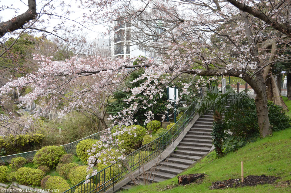 2017元町公園の桜3-THE YOKOHAMA STANDARD