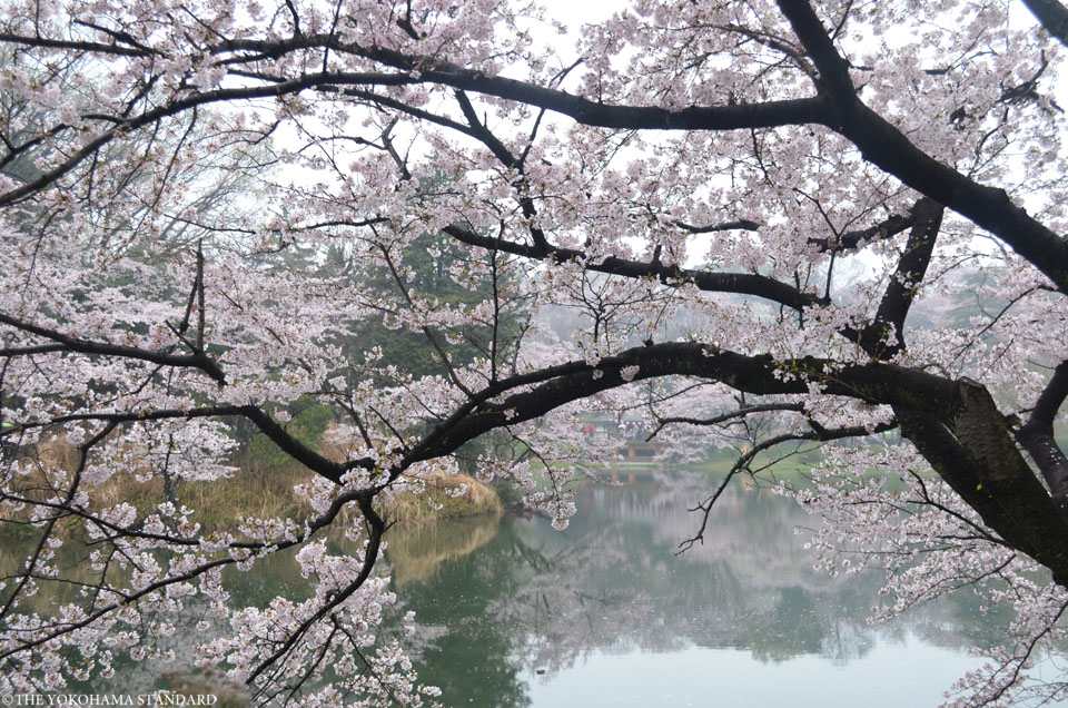 2017三ツ池公園の桜9-THE YOKOHAMA STANDARD